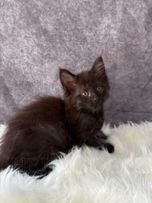 Available Maine Coon Kitten MD