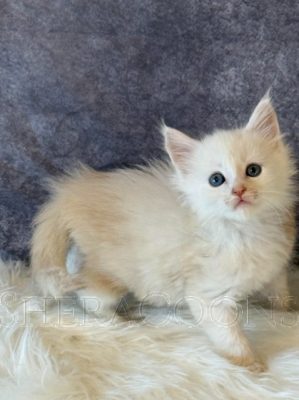 Available Maine Coon Kitten MD