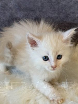 Available Maine Coon Kitten MD