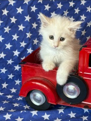 Available Maine Coon Kitten MD