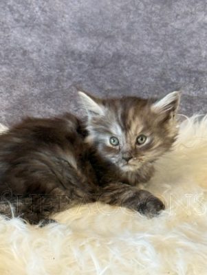 Available Maine Coon Kitten MD