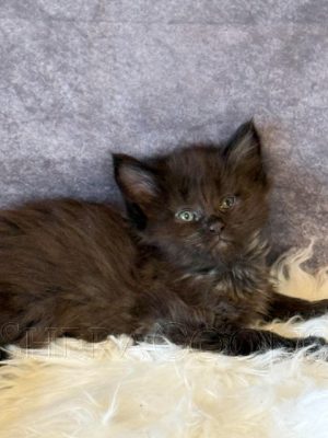 Available Maine Coon Kitten MD