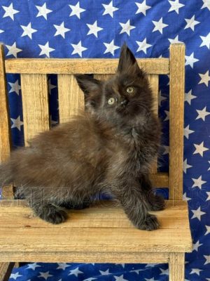 Available Maine Coon Kitten MD