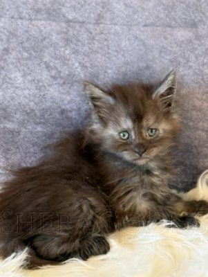 Available Maine Coon Kitten MD