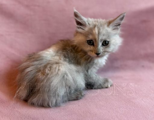 Available Maine Coon Kitten MD