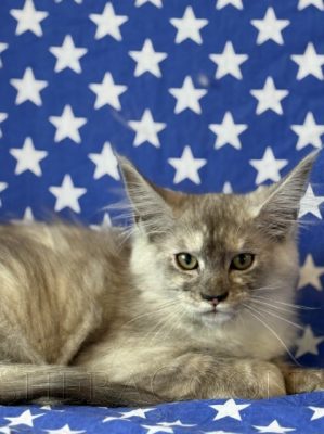 Available Maine Coon Kitten MD