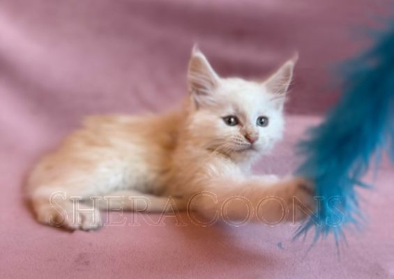 Available Maine Coon Kitten MD