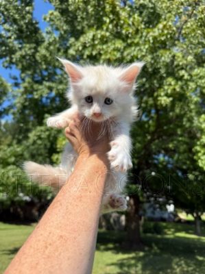 Available Maine Coon Kitten MD