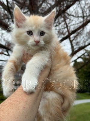 Available Maine Coon Kitten MD