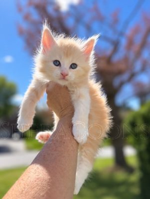 Available Maine Coon Kitten MD