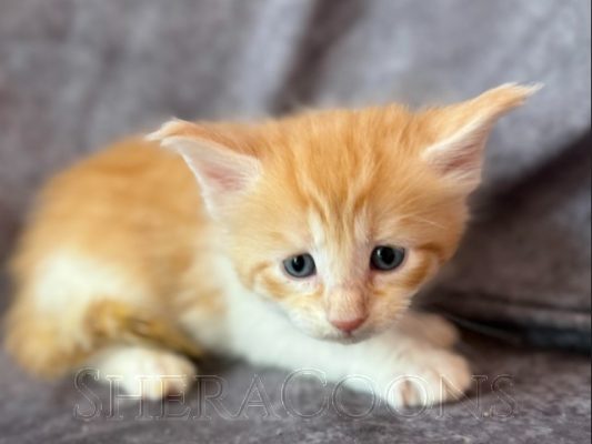 Available Maine Coon Kitten MD