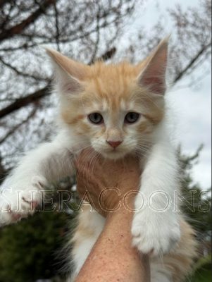 Available Maine Coon Kitten MD