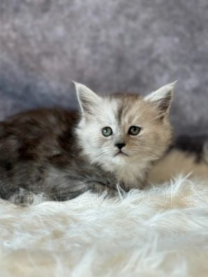 Available Maine Coon Kitten MD