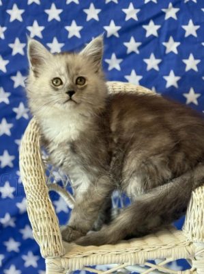 Available Maine Coon Kitten MD