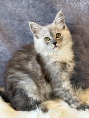 Available Maine Coon Kitten MD