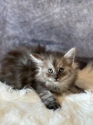Available Maine Coon Kitten MD