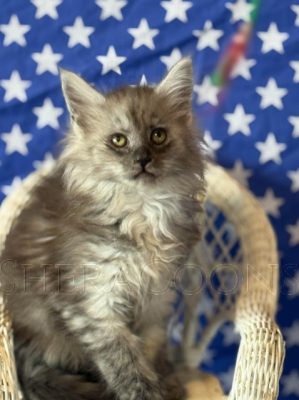 Available Maine Coon Kitten MD