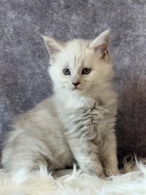 Available Maine Coon Kitten MD