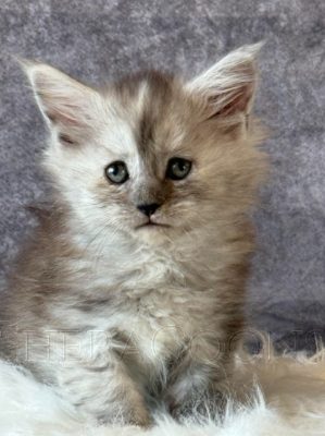 Available Maine Coon Kitten MD