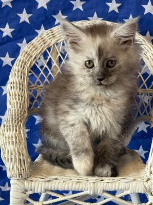 Available Maine Coon Kitten MD