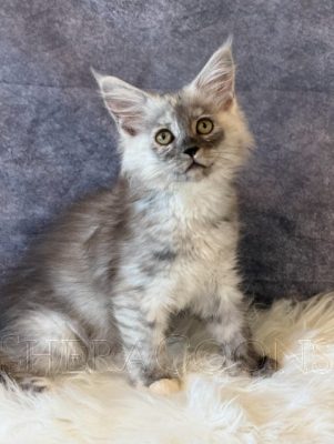 Available Maine Coon Kitten MD
