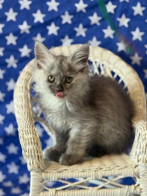 Available Maine Coon Kitten MD