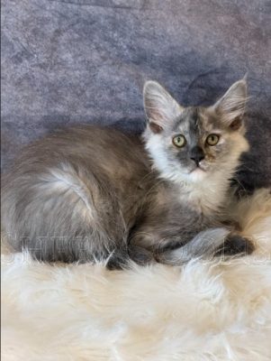 Available Maine Coon Kitten MD