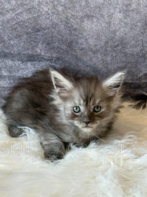 Available Maine Coon Kitten MD