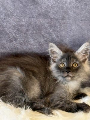 Available Maine Coon Kitten MD