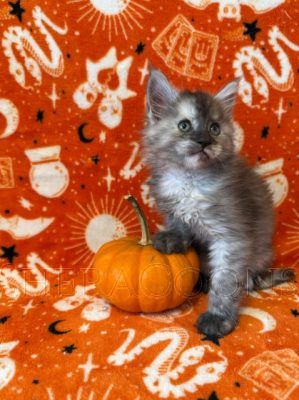 Available Maine Coon Kitten MD