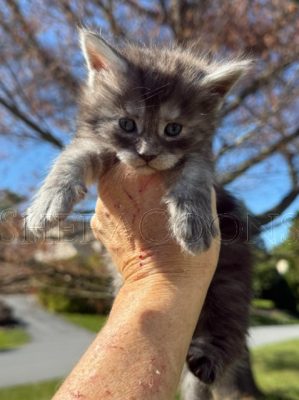 Available Maine Coon Kitten MD