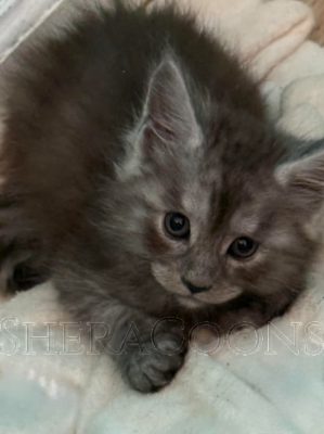 Available Maine Coon Kitten MD