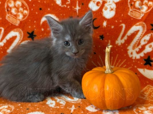 Available Maine Coon Kitten MD