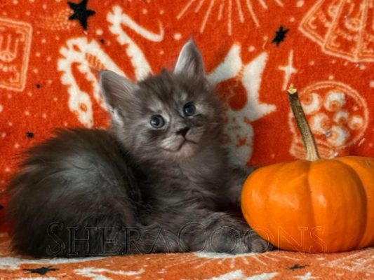 Available Maine Coon Kitten MD