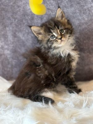 Available Maine Coon Kitten MD