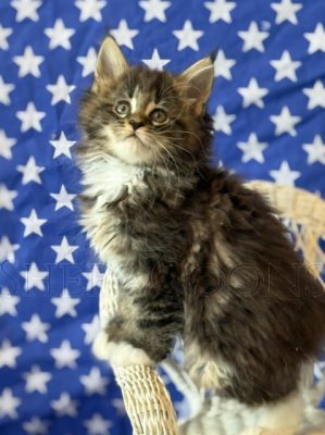 Available Maine Coon Kitten MD