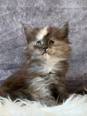 Available Maine Coon Kitten MD