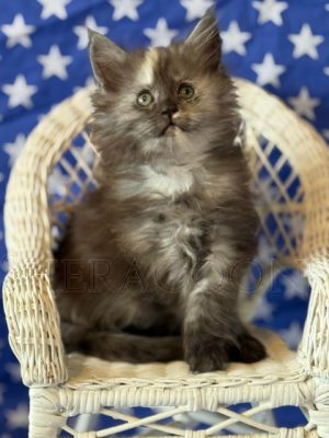 Available Maine Coon Kitten MD