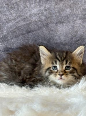 Available Maine Coon Kitten MD