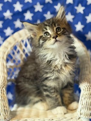 Available Maine Coon Kitten MD