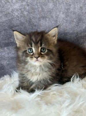 Available Maine Coon Kitten MD