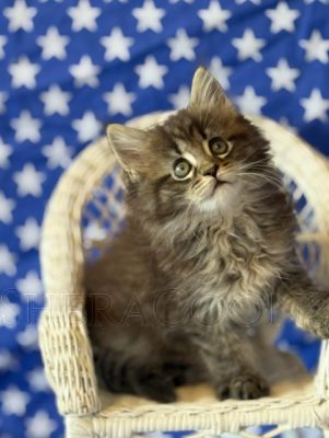 Available Maine Coon Kitten MD