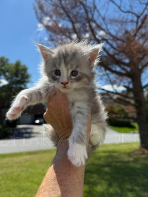 Available Maine Coon Kitten MD