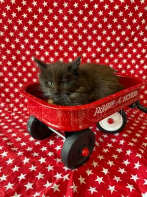 Available Maine Coon Kitten MD