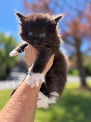 Available Maine Coon Kitten MD