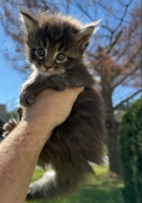 Available Maine Coon Kitten MD