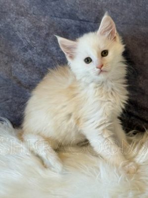 Available Maine Coon Kitten MD
