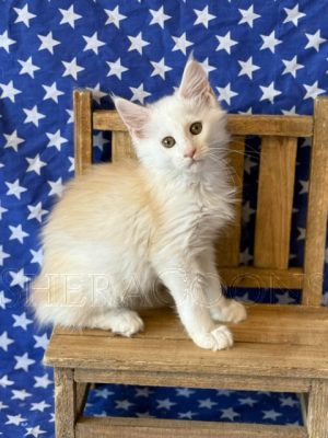 Available Maine Coon Kitten MD