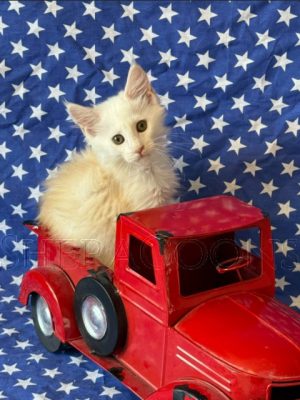Available Maine Coon Kitten MD