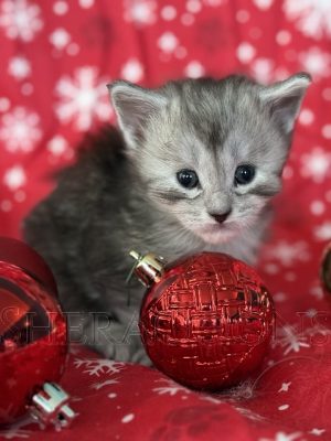 Available Maine Coon Kitten MD